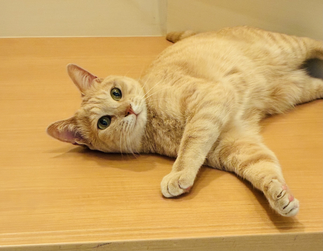ルンバで猫が怪我するリスク